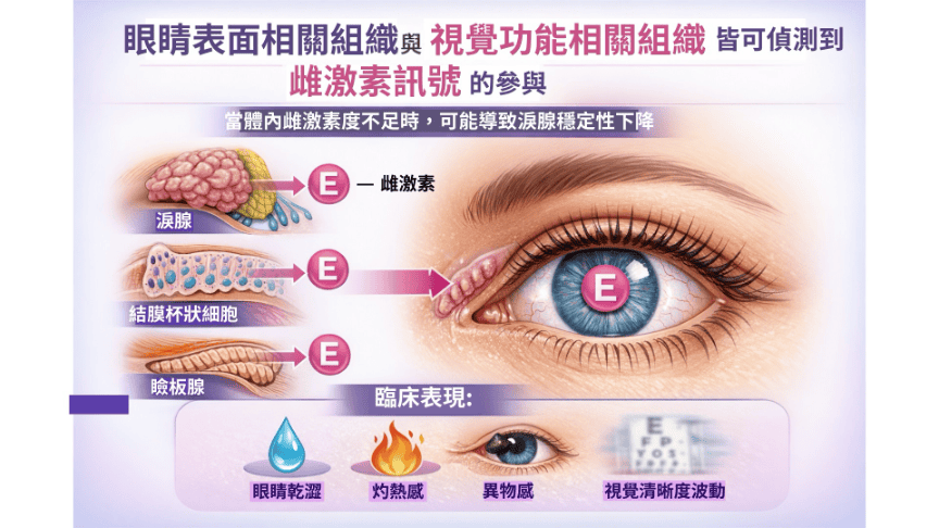 這張圖片的 alt 屬性值為空，它的檔案名稱為 %E7%9C%BC%E7%9D%9B%E8%A1%A8%E9%9D%A2%E7%B5%84%E7%B9%94.png